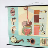 Educational pull-down Jung Koch school map human anatomy chart