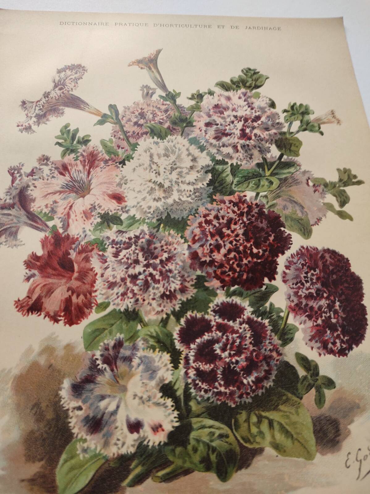 Botanical engraving from 1897 - Hybrid Petunias - Original flower plate