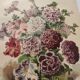 Botanical engraving from 1897 - Hybrid Petunias - Original flower plate