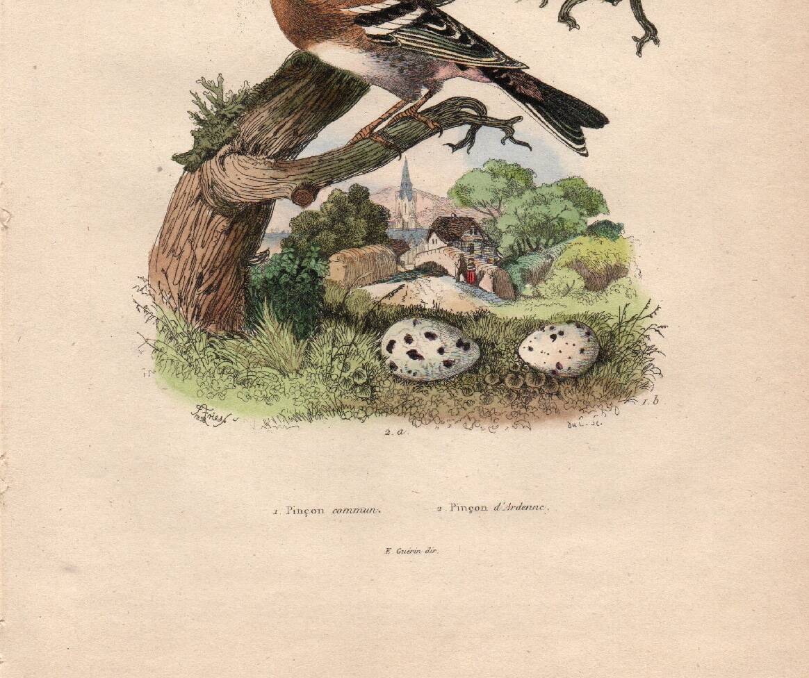 Old engraving from 1839 - Finch by A. Fries. Plate of birds and botany.