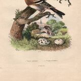 Old engraving from 1839 - Finch by A. Fries. Plate of birds and botany.