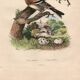 Old engraving from 1839 - Finch by A. Fries. Plate of birds and botany.