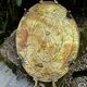 Large brass tray in Louis XV baroque style