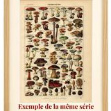 Gravure ancienne 1923 - Fruits du monde - planche saveur vintage