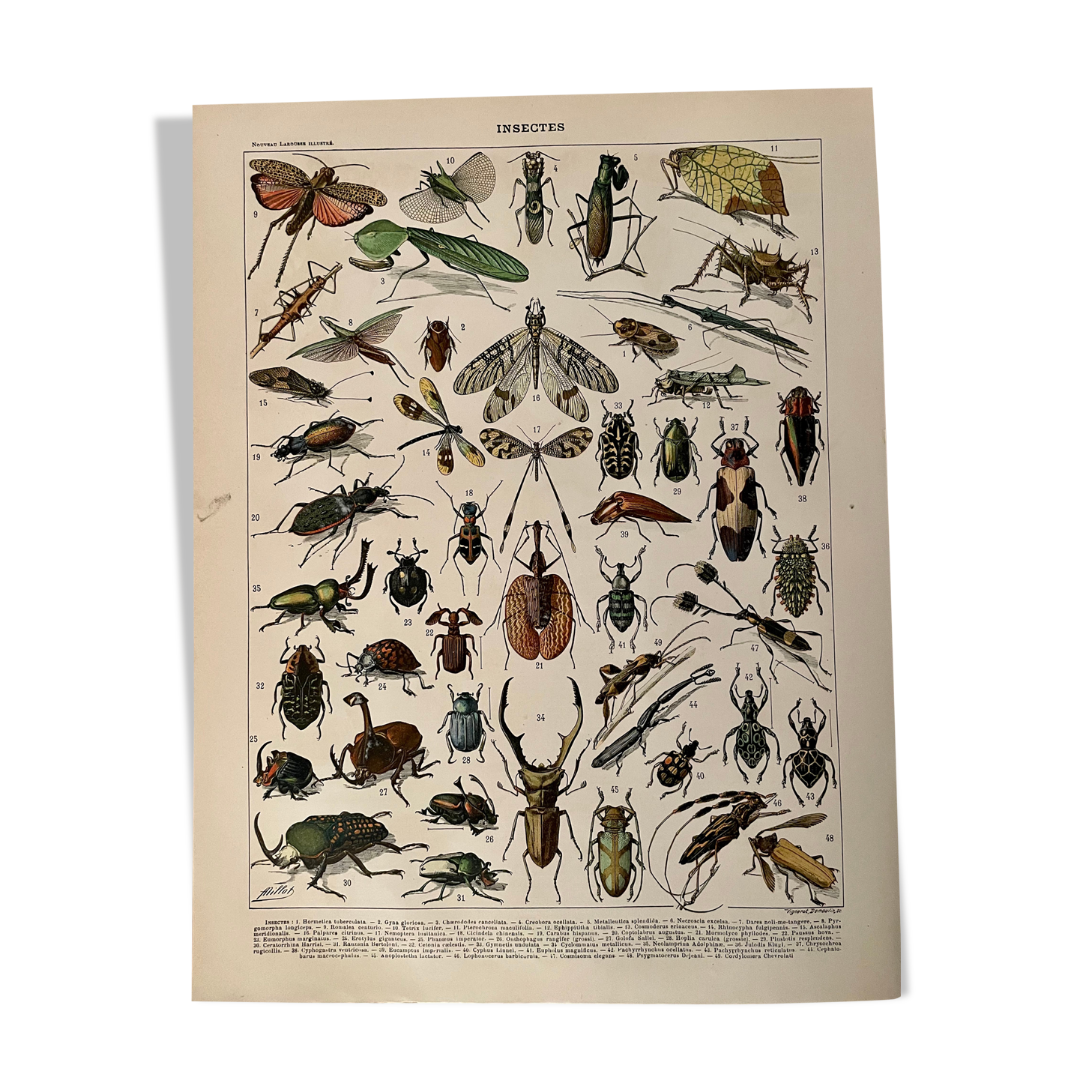 Lithograph engraving on insects from 1897 (horetica tuberculata)