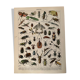 Lithograph engraving on insects from 1897 (horetica tuberculata)