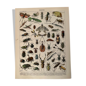 Lithograph engraving on insects from 1897 (horetica tuberculata)