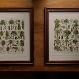 Original lithographs on trees