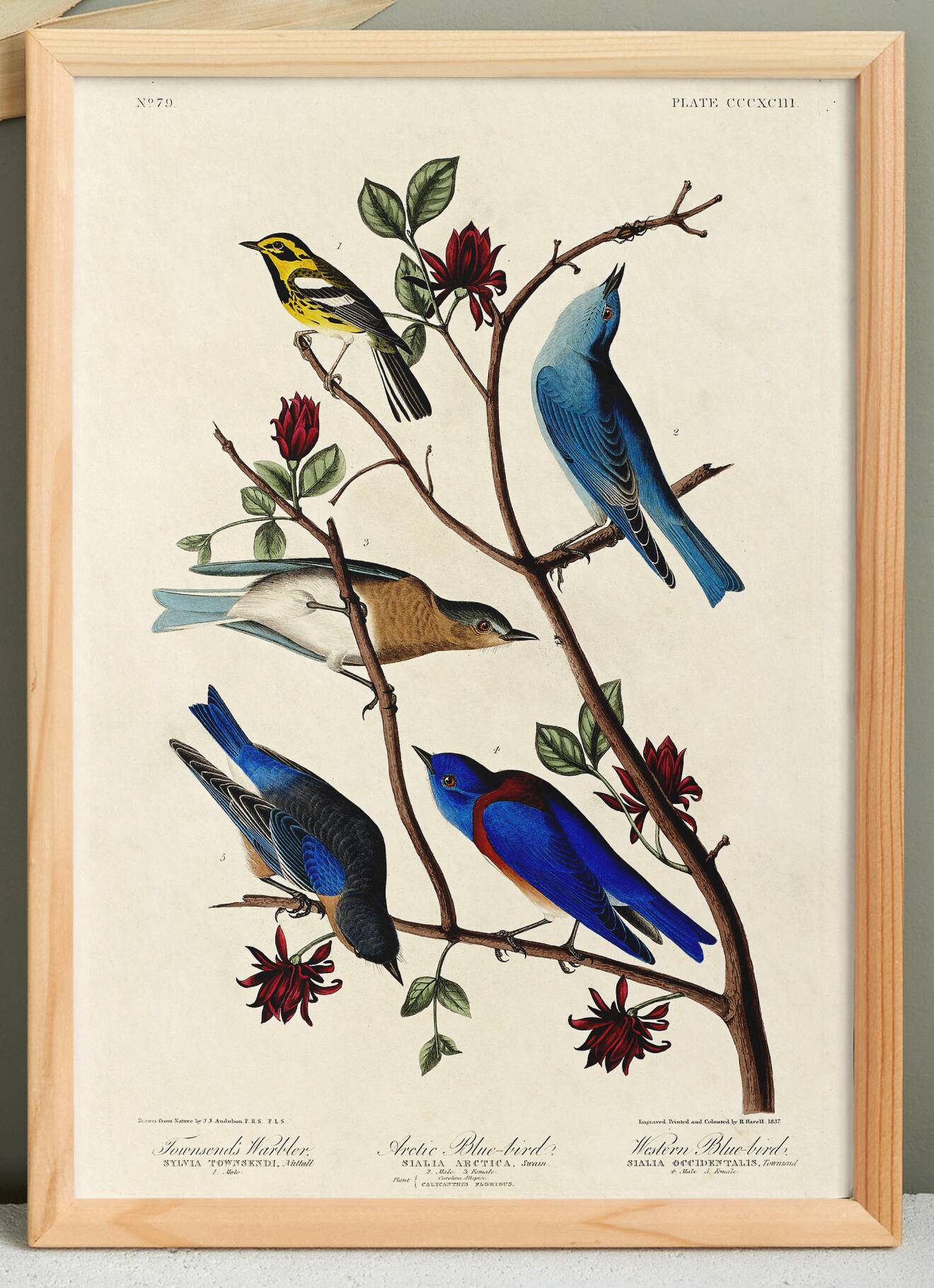 Poster about bluebirds and Townsend's warbler, after an engraving