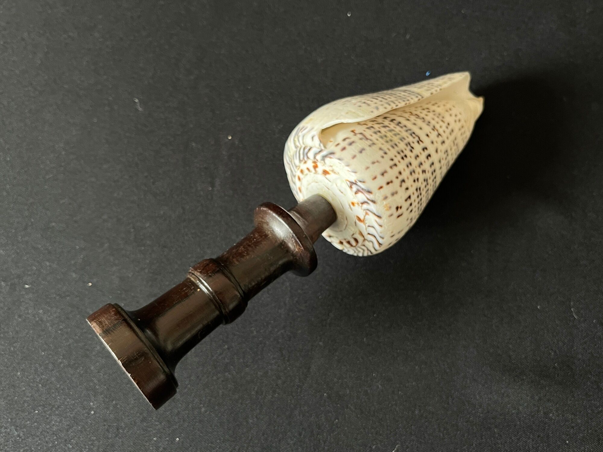 Shell Conus Litteratus on blackened turned wooden base old cabinet of curiosities