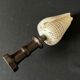 Shell Conus Litteratus on blackened turned wooden base old cabinet of curiosities