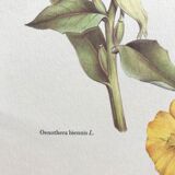 Botanical plate the evening primrose