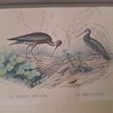 Paire de gravures anciennes encadrées représentant des oiseaux
