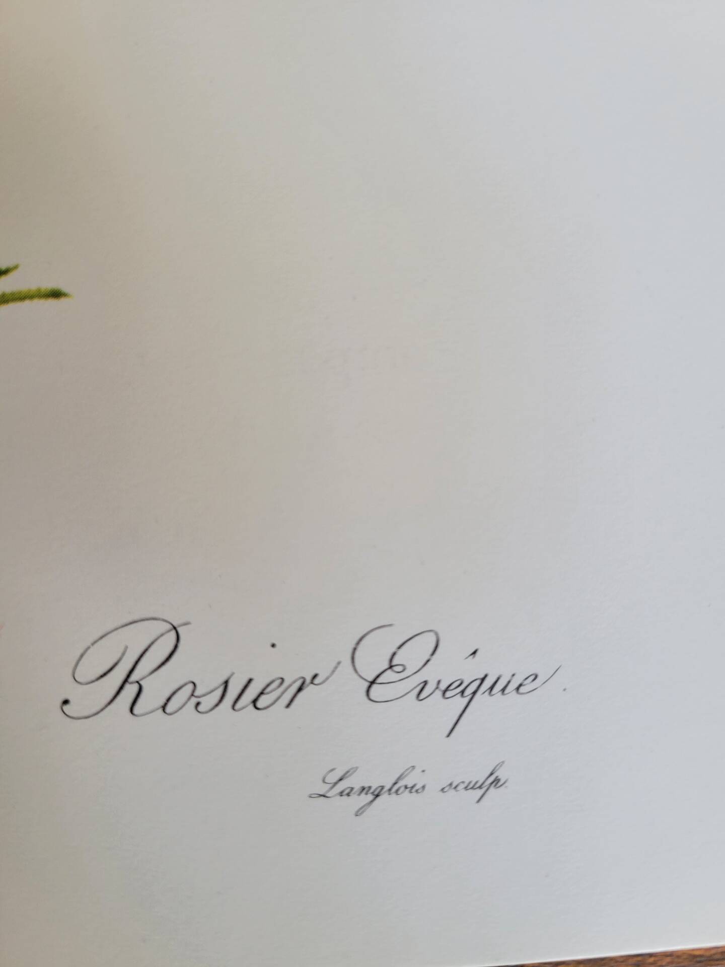 Botanical plate Rose Bishop P. J. Redouté 1960