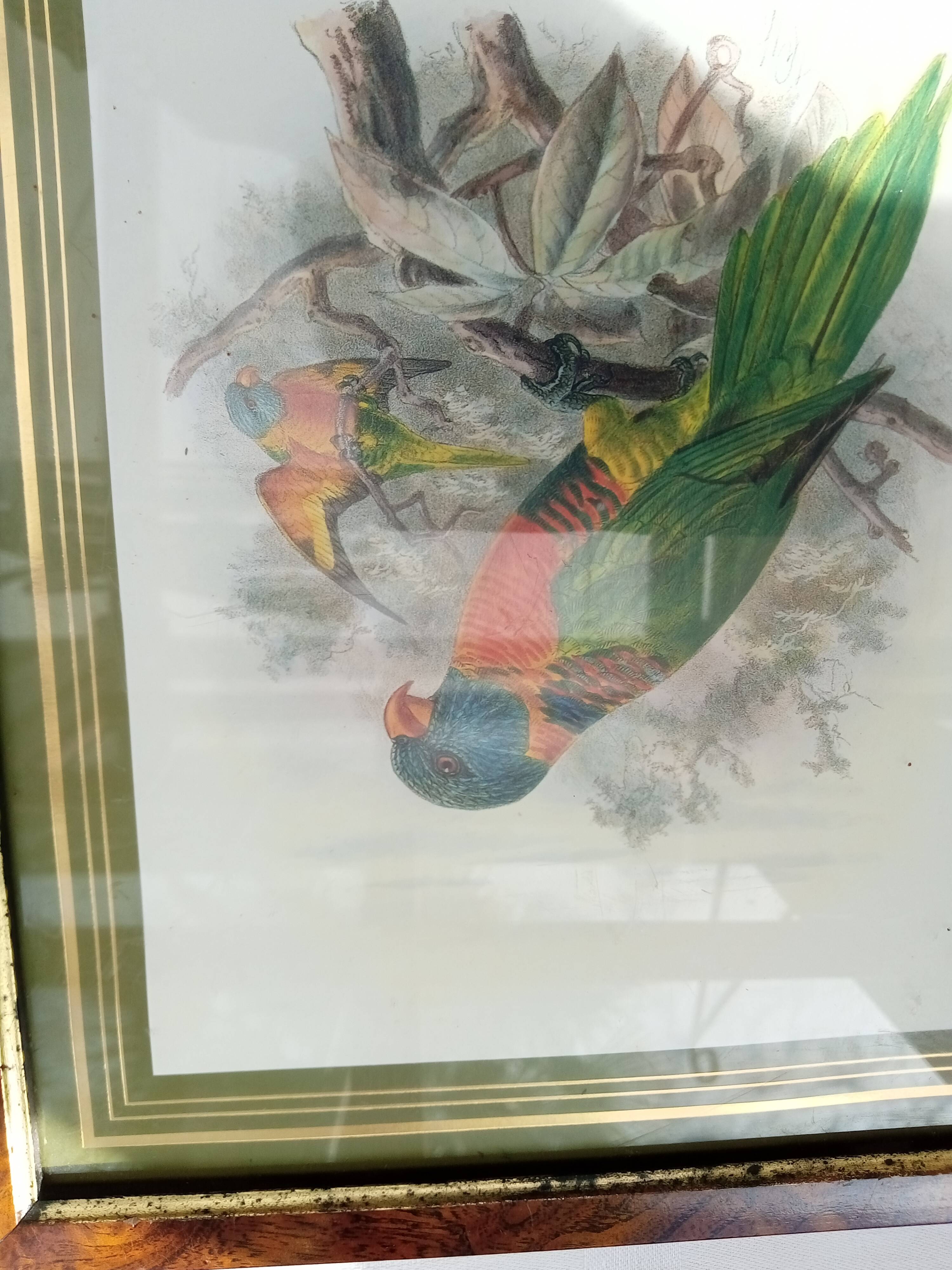 Tableau oiseau Lori