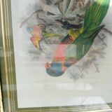 Tableau oiseau Lori