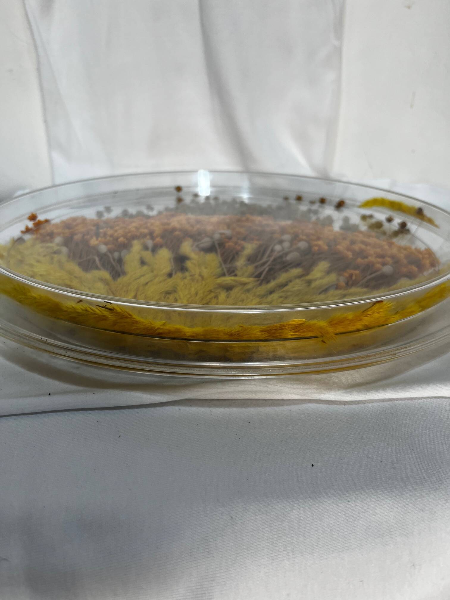 Plateau en plexiglas avec inclusions