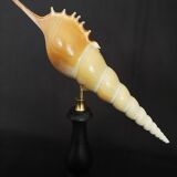 Cabinet of curiosities tibia fusus shell on base