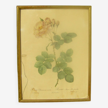 Gravure botanique de redouté " Roses"