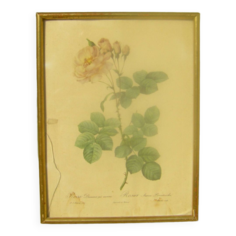 Gravure botanique de redouté " Roses"