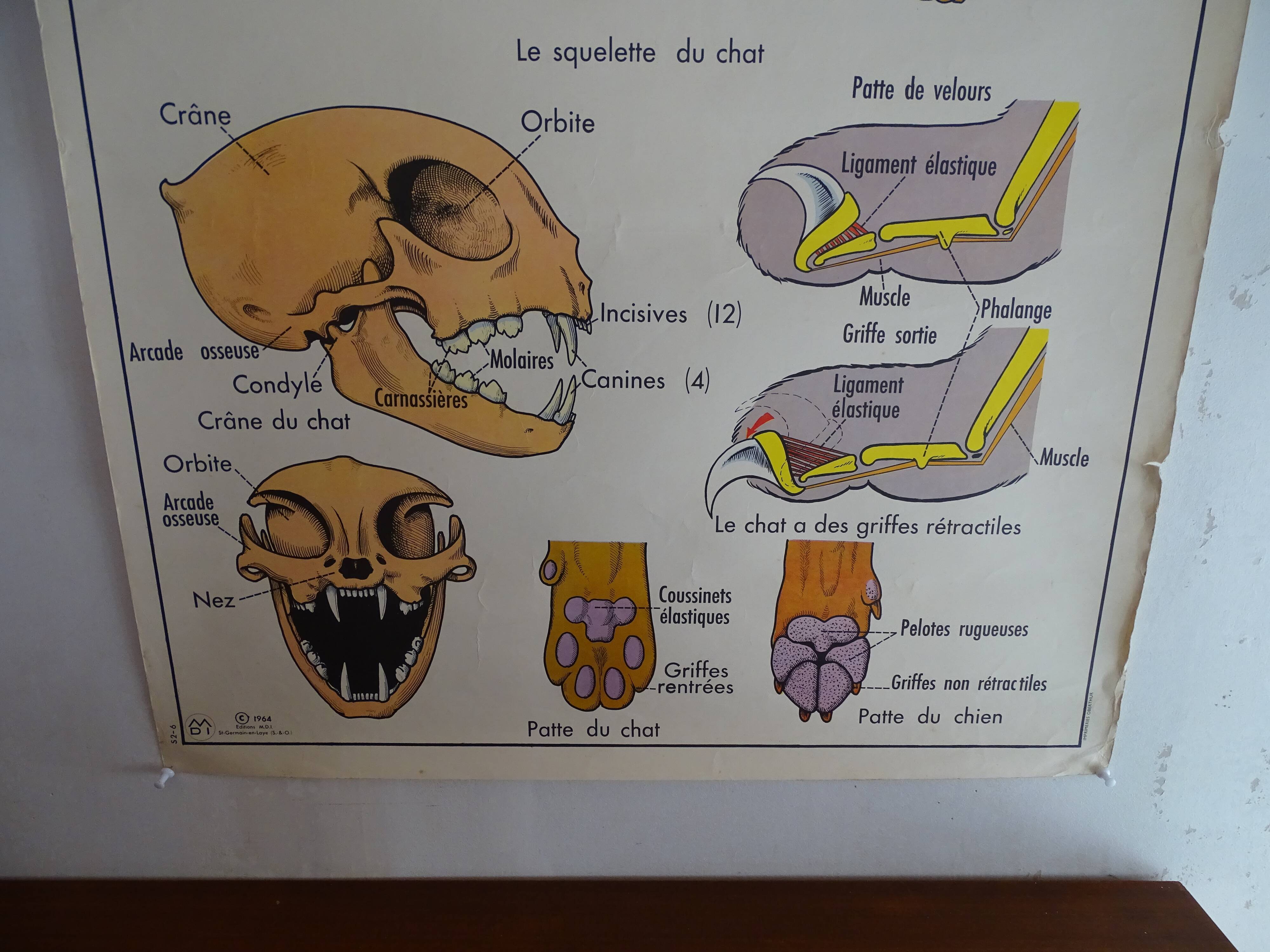 School poster on both sides anatomy the cat and pig . Edition MDI.1964