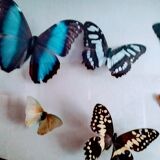butterflies in the window