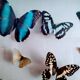 Papillons en vitrine