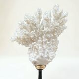 Natural ancient white coral on a black wood base curiosity cabinet