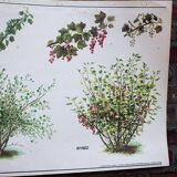 Vieille carte scolaire botanique groseiller rouge et grosseiler simple