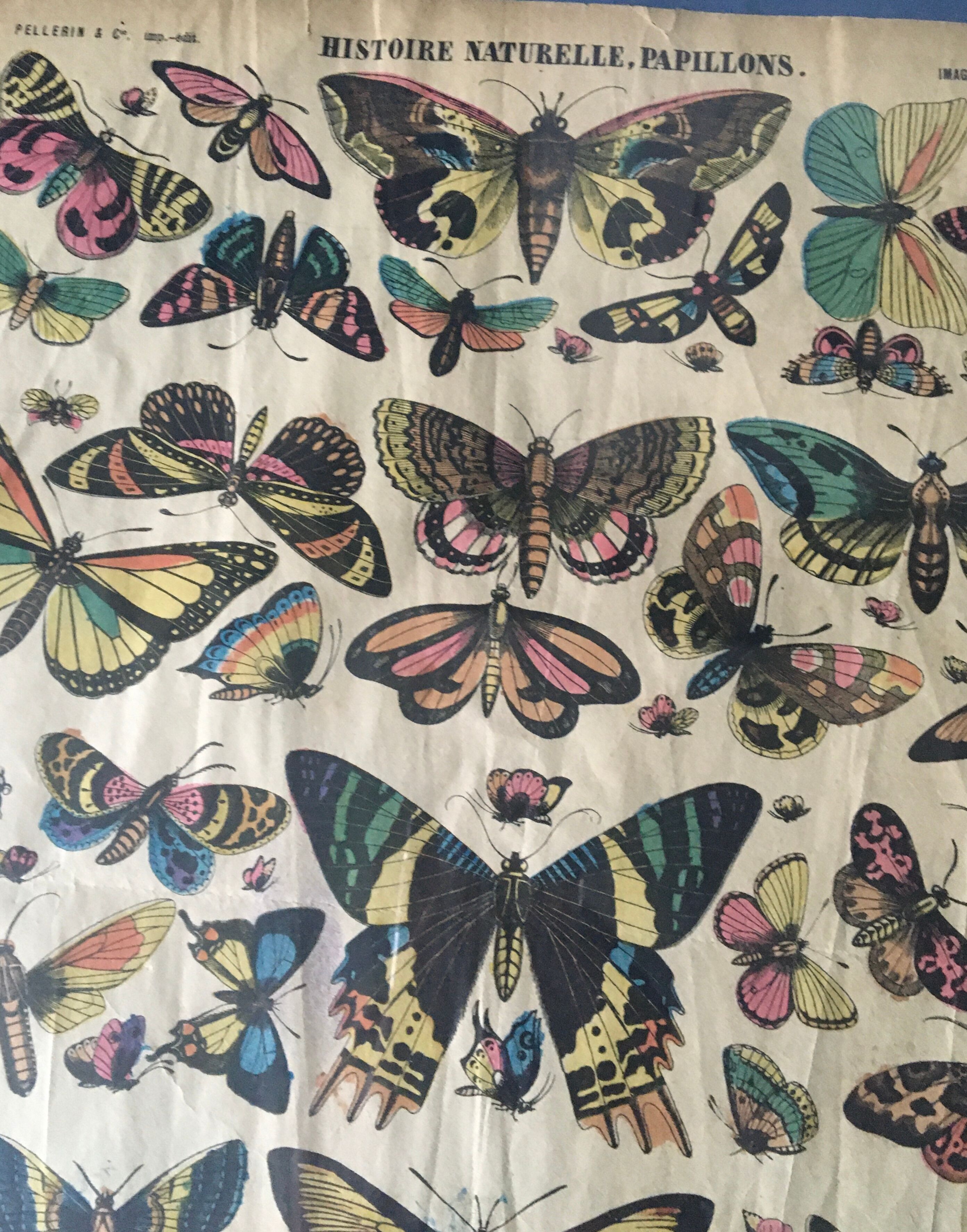 Framed botanical plank, 1900