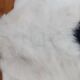 New sheepskin