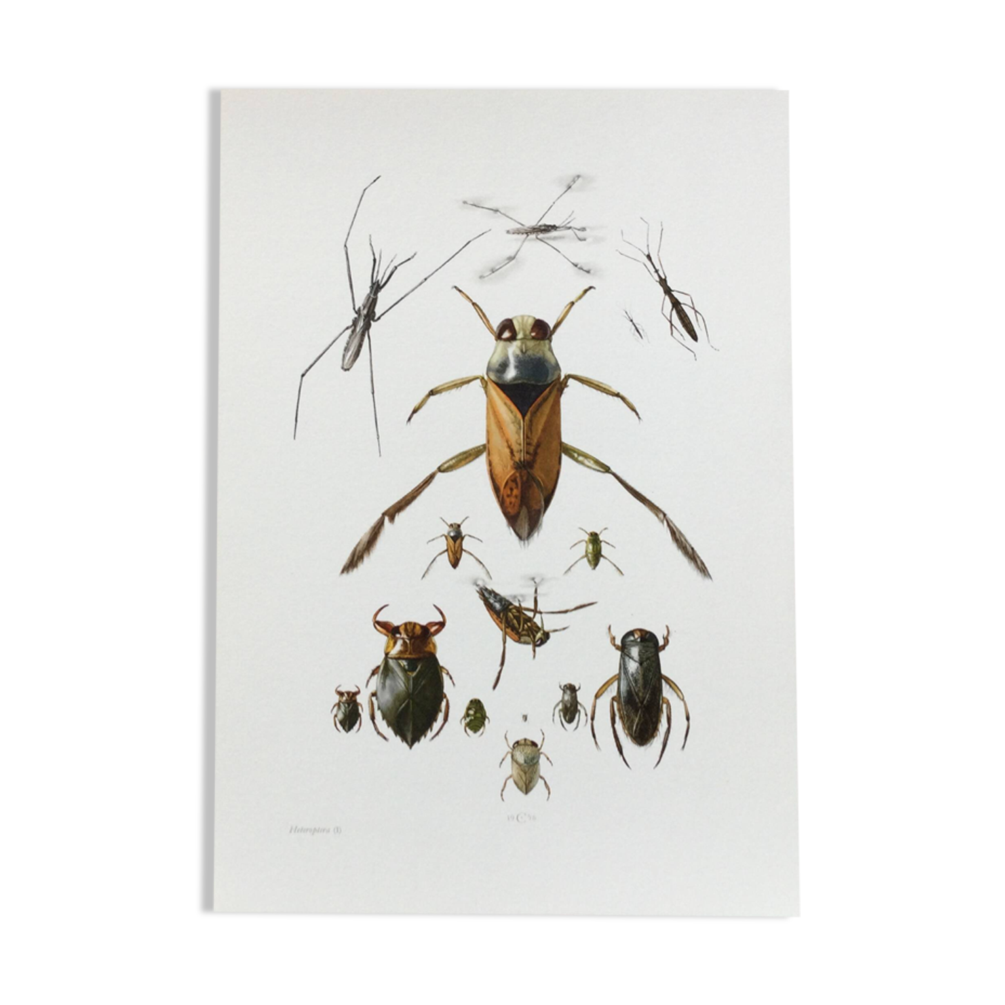 Insect wall decoration. Original plate 1969.