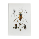 Insect wall decoration. Original plate 1969.