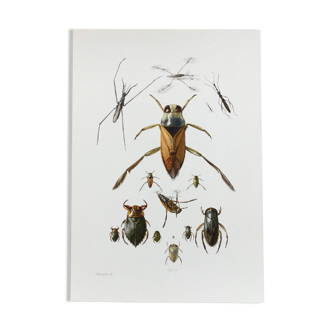 Insect wall decoration. Original plate 1969.
