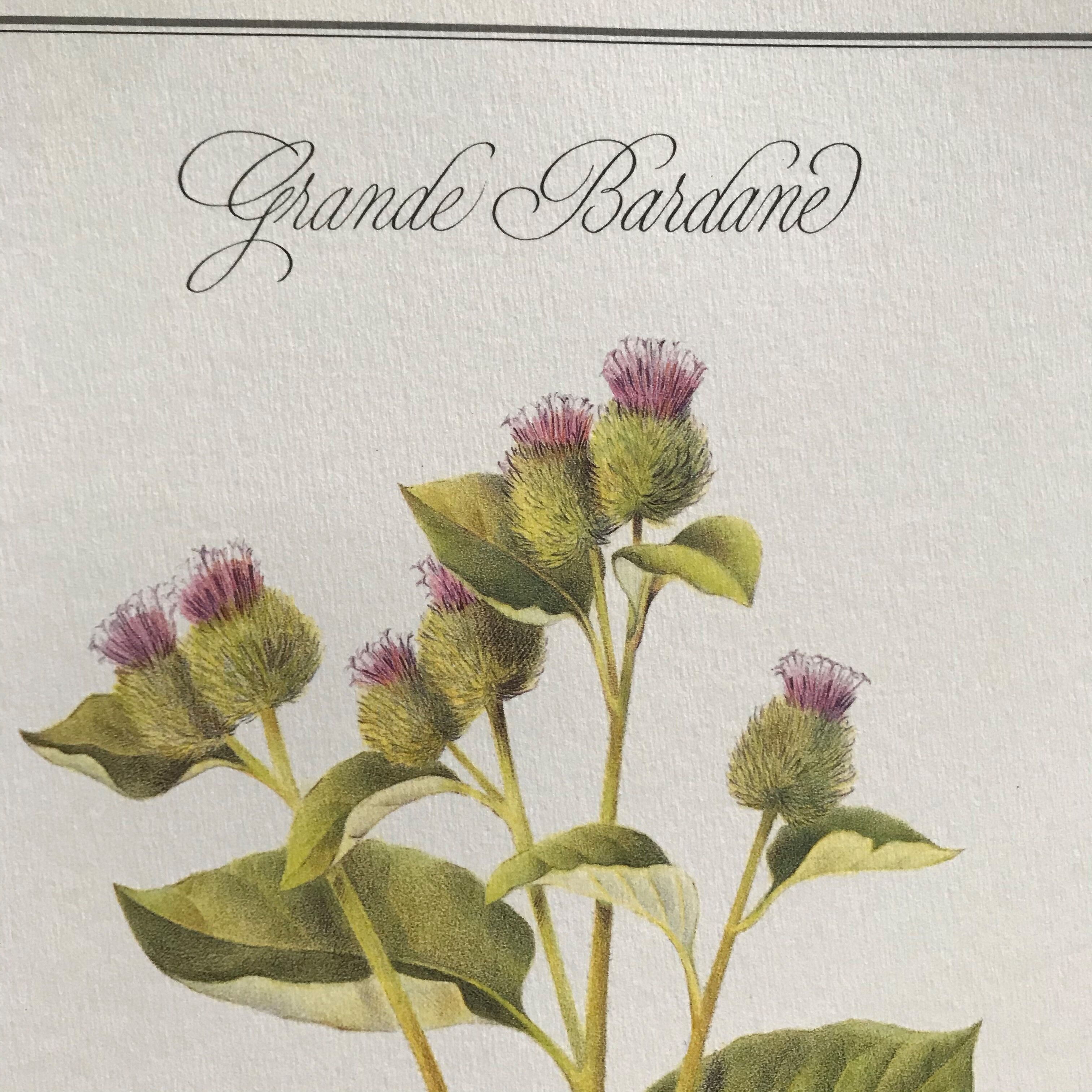 Botanical board the Great Burdock