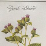 Botanical board the Great Burdock