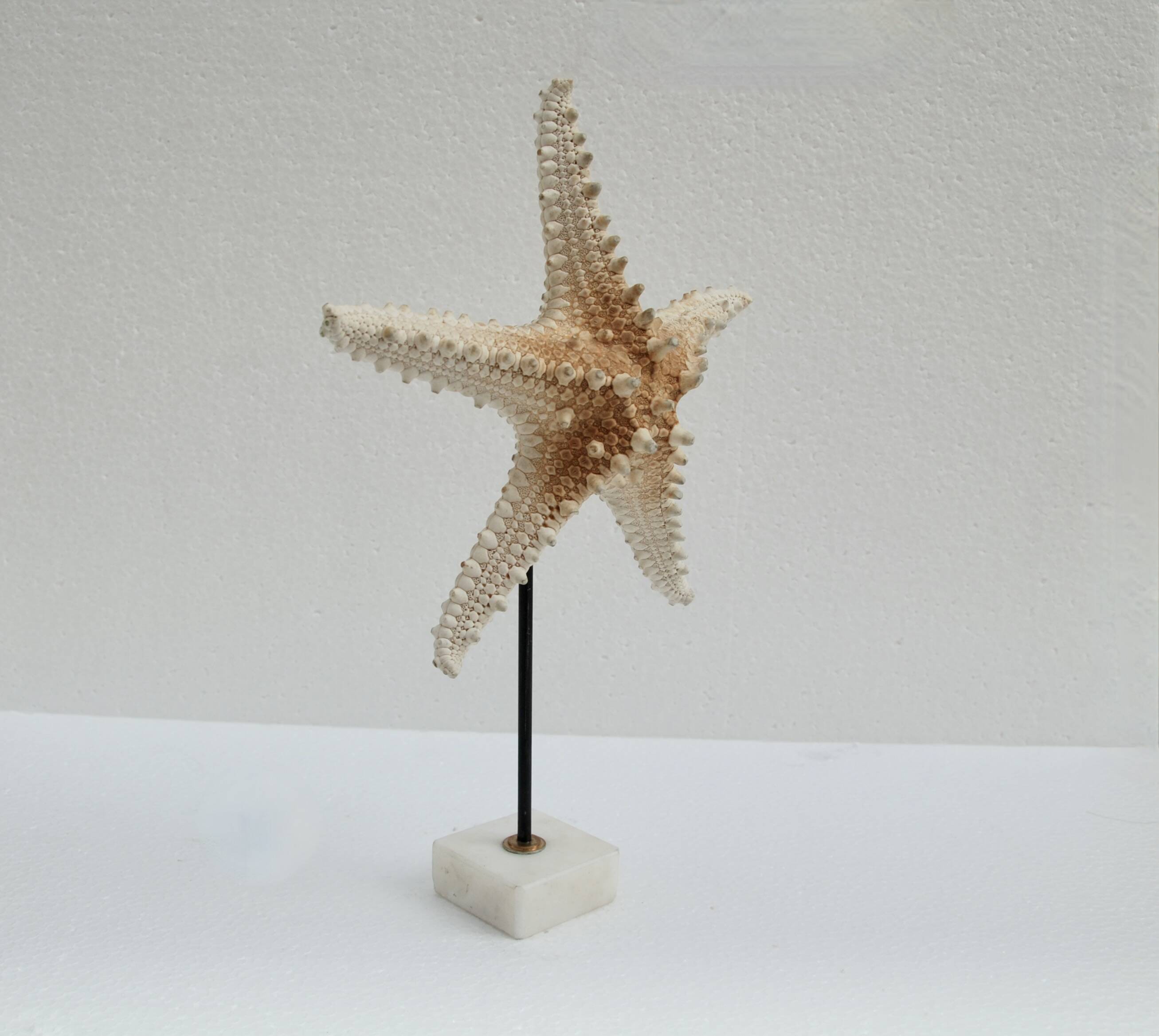 Cabinet of natural starfish curiosities on shell marble base