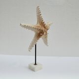 Cabinet of natural starfish curiosities on shell marble base