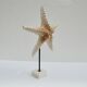 Cabinet of natural starfish curiosities on shell marble base