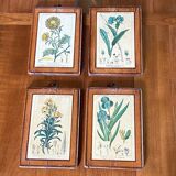 Set of 4 botanical plates