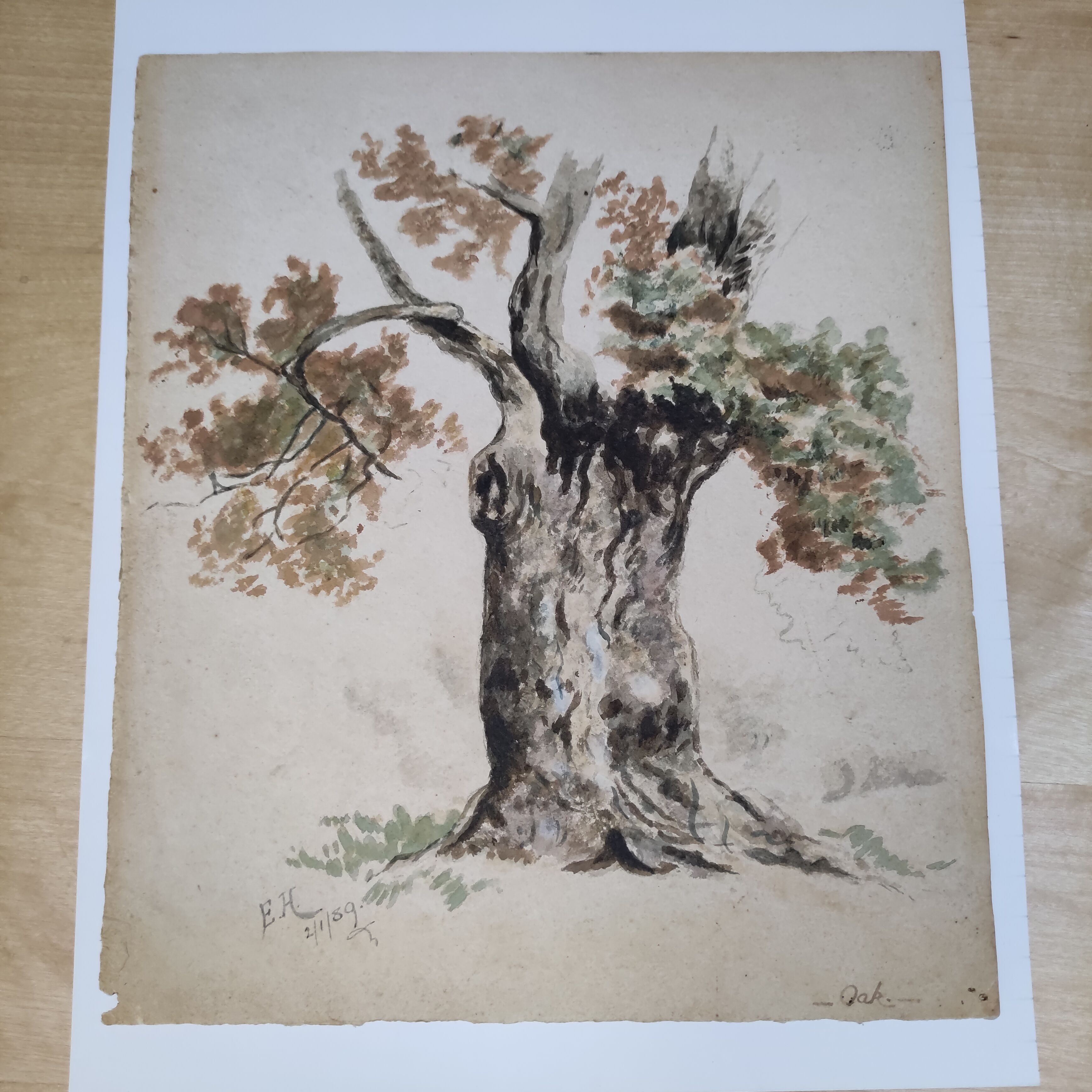 Watercolor on old paper, pattern oak