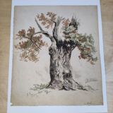 Aquarelle sur papier ancienne, motif chêne