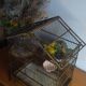 Cage ancienne