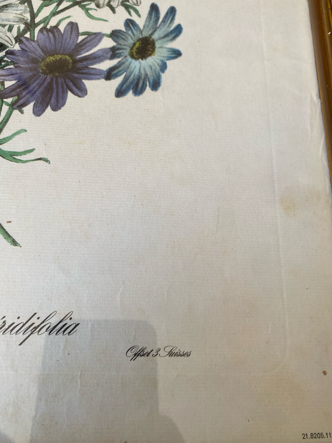 Poster, botanical plate Brachycome iberidifolia