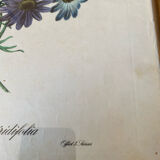 Poster, botanical plate Brachycome iberidifolia