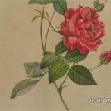 Gravure ancienne " rosa indica sertulata "  de "joseph redouté"