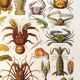 Poster on crustaceans, after a 1928 lithograph