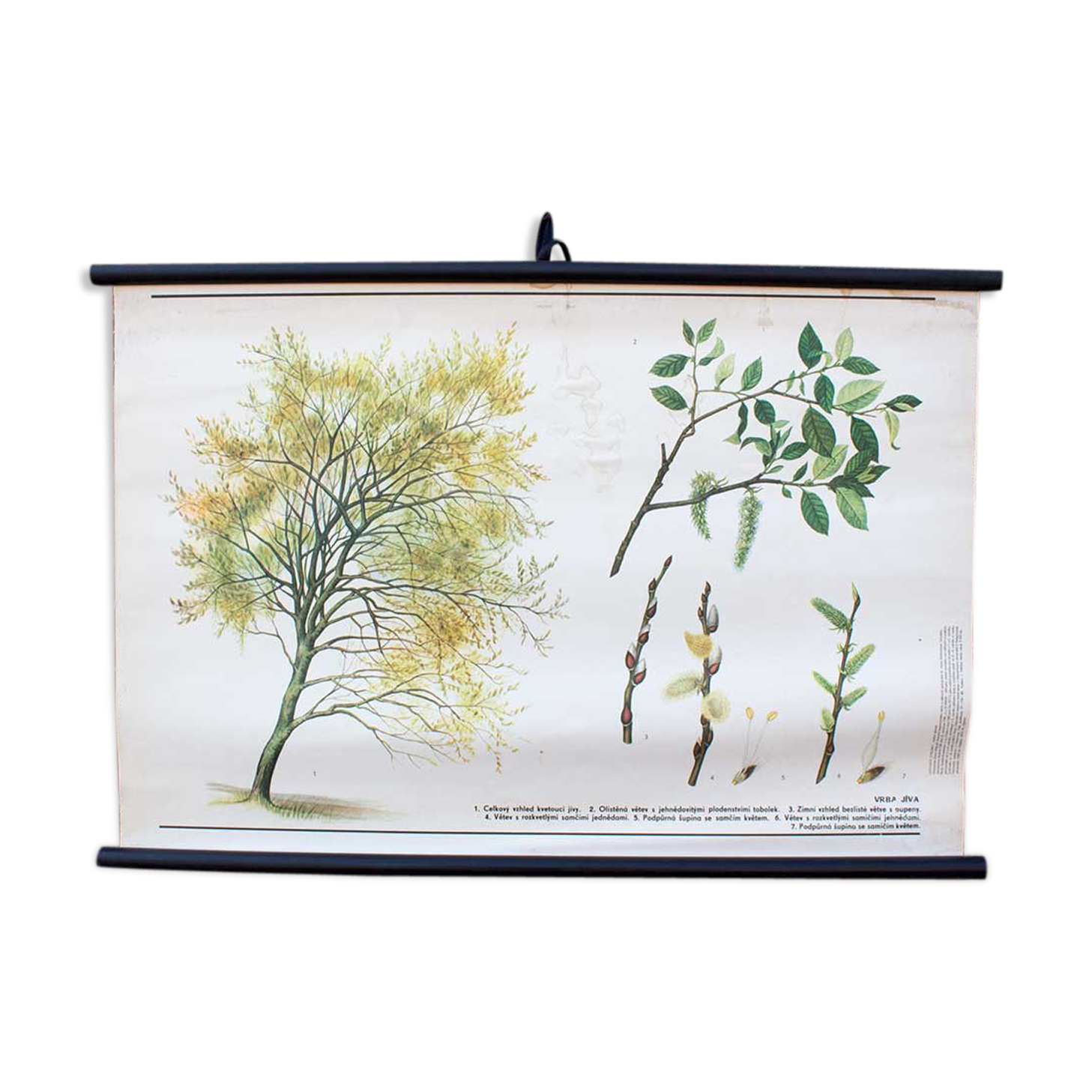 Old botanical school map willow marsault tree