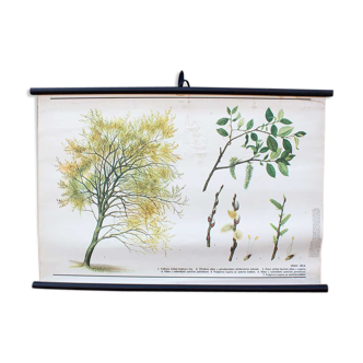 Old botanical school map willow marsault tree