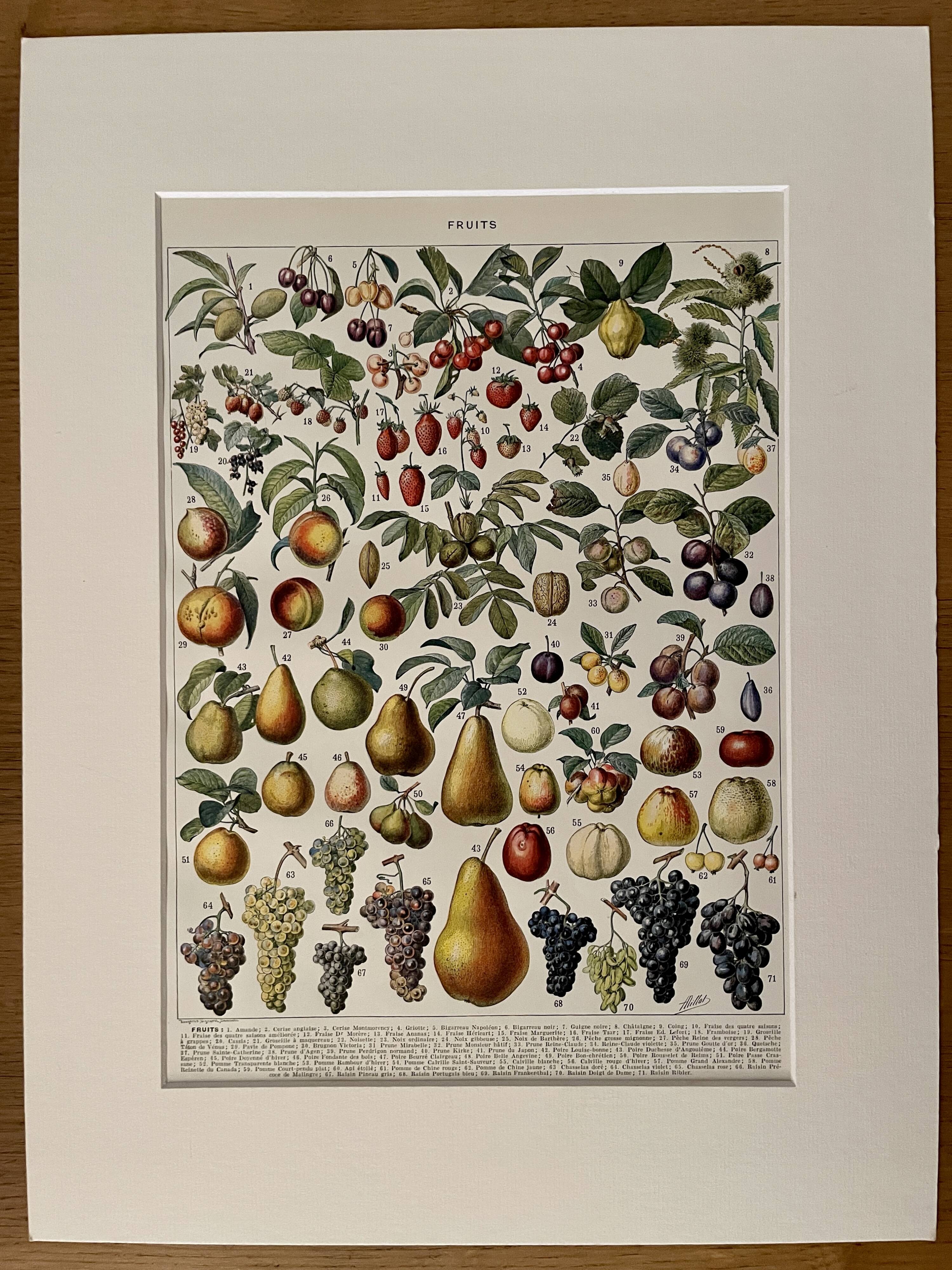 Lithograph on fruits - 1930